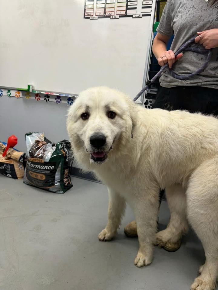 Enlarge Casper , a ADOPTABLE Great Pyrenees in Zanesville, OH image 3/3