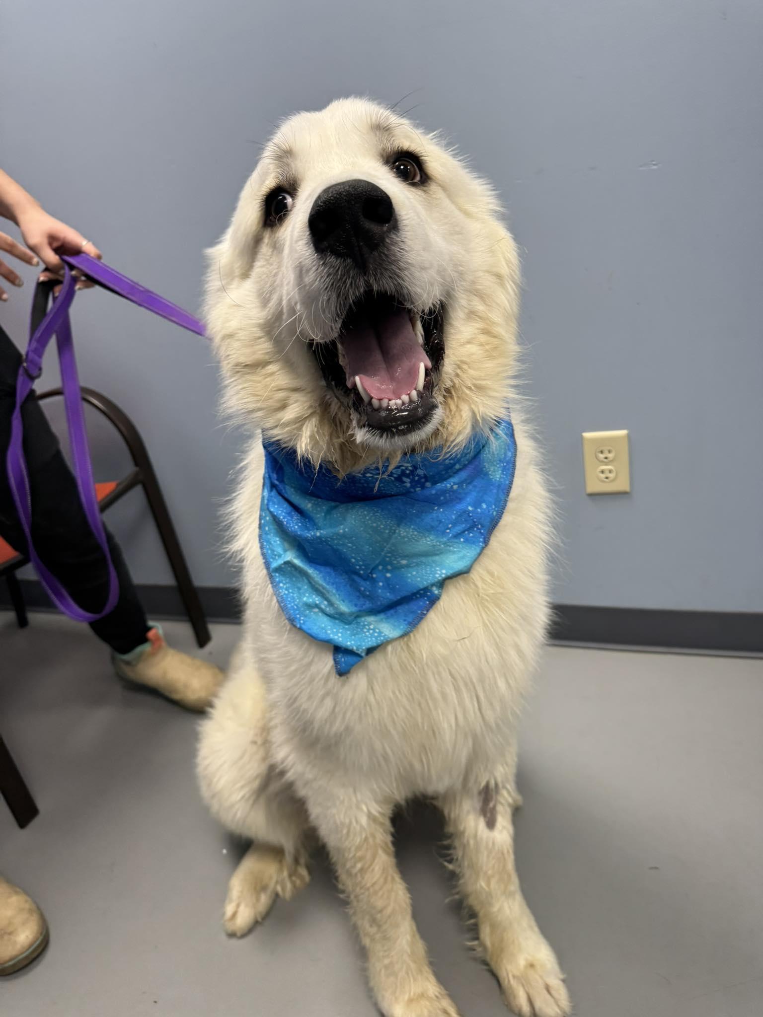 Casper , ADOPTABLE, Young Male Great Pyrenees.