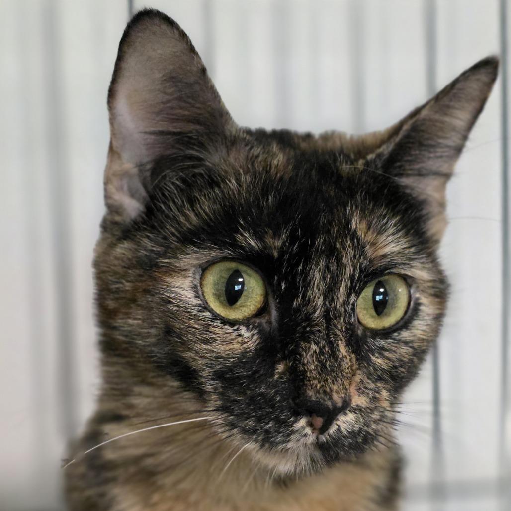 Harley Quinn, Adoptable, Young Female Domestic Short Hair.