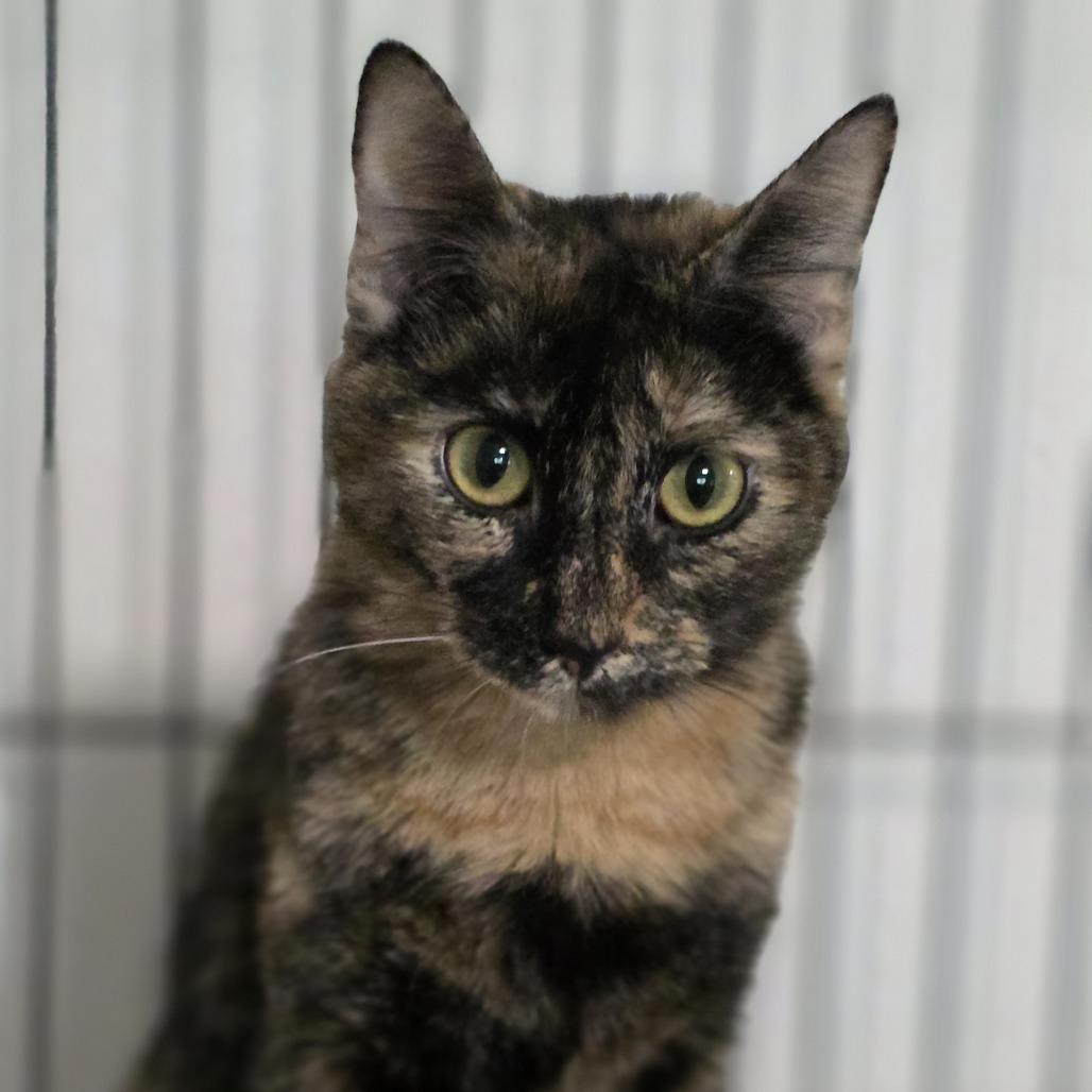 Enlarge Harley Quinn, a Adoptable Domestic Short Hair in Albany, NY image 2/4