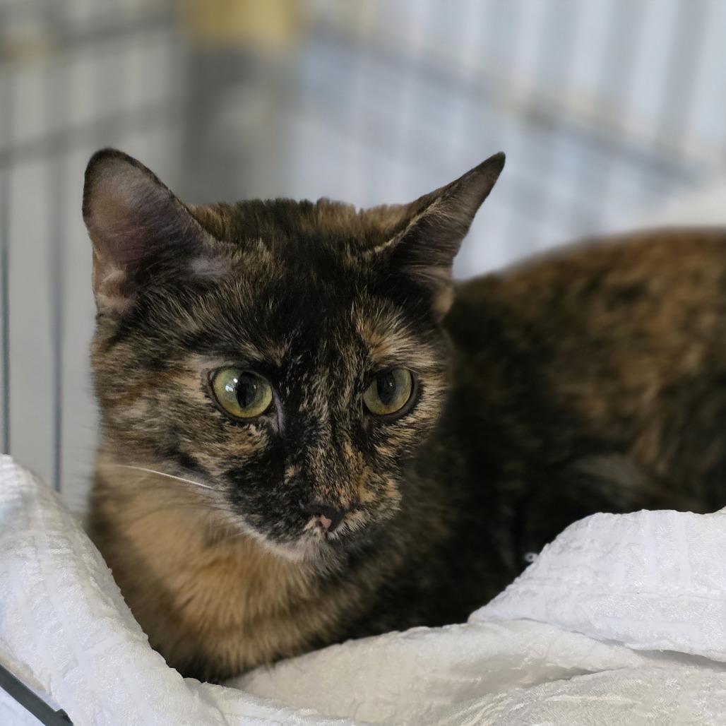 Enlarge Harley Quinn, a Adoptable Domestic Short Hair in Albany, NY image 3/4