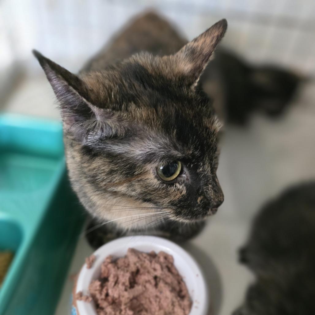Enlarge Harley Quinn, a Adoptable Domestic Short Hair in Albany, NY image 4/4