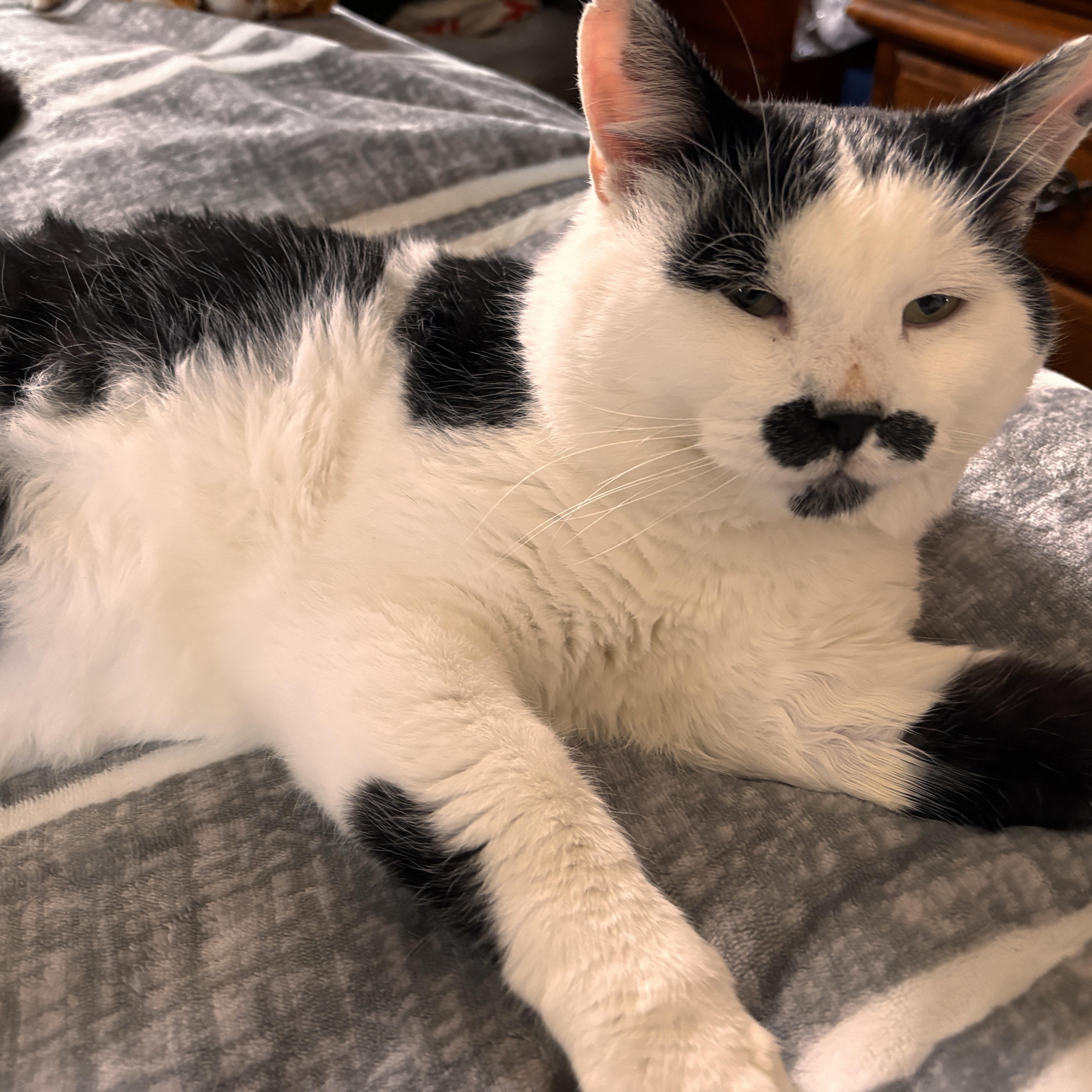 Enlarge Spanky, an adopted Domestic Short Hair in Cheshire, CT image 1/1