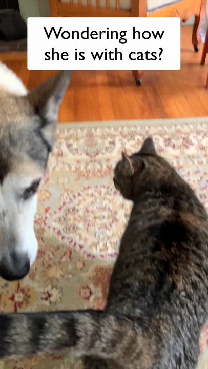 Enlarge Puppy, a ADOPTABLE Mixed Breed in Bowdoin, ME video 3/5