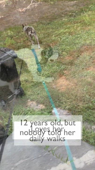 Enlarge Puppy, a ADOPTABLE Mixed Breed in Bowdoin, ME video 2/5
