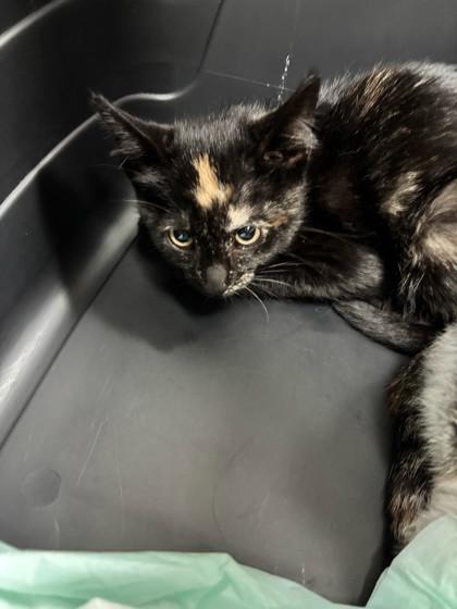 Enlarge Torrie, a Adoptable Domestic Short Hair in Georgetown, SC image 1/1