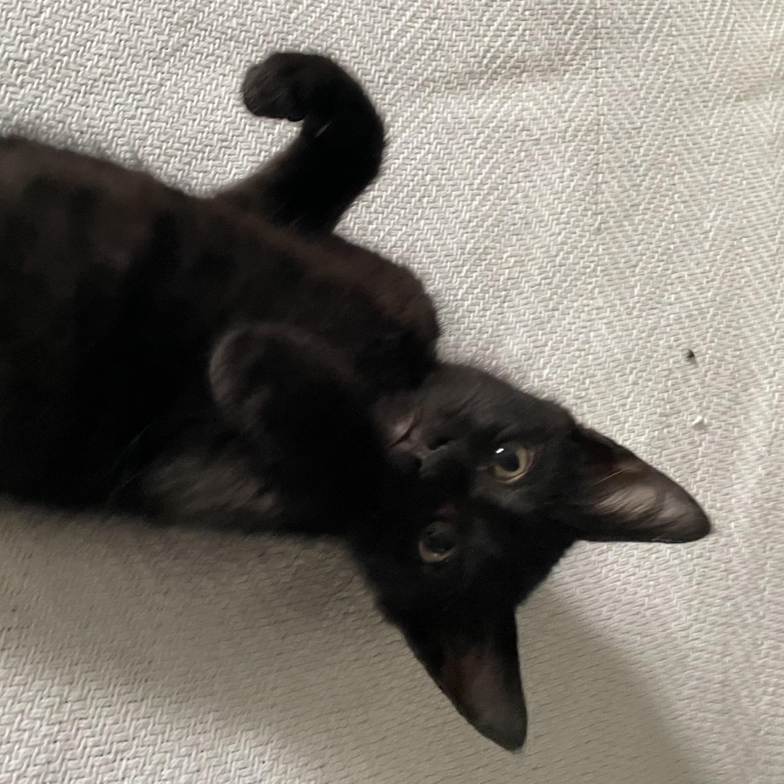 Enlarge Chomp, a ADOPTABLE Domestic Short Hair in Haddon Heights, NJ image 4/4