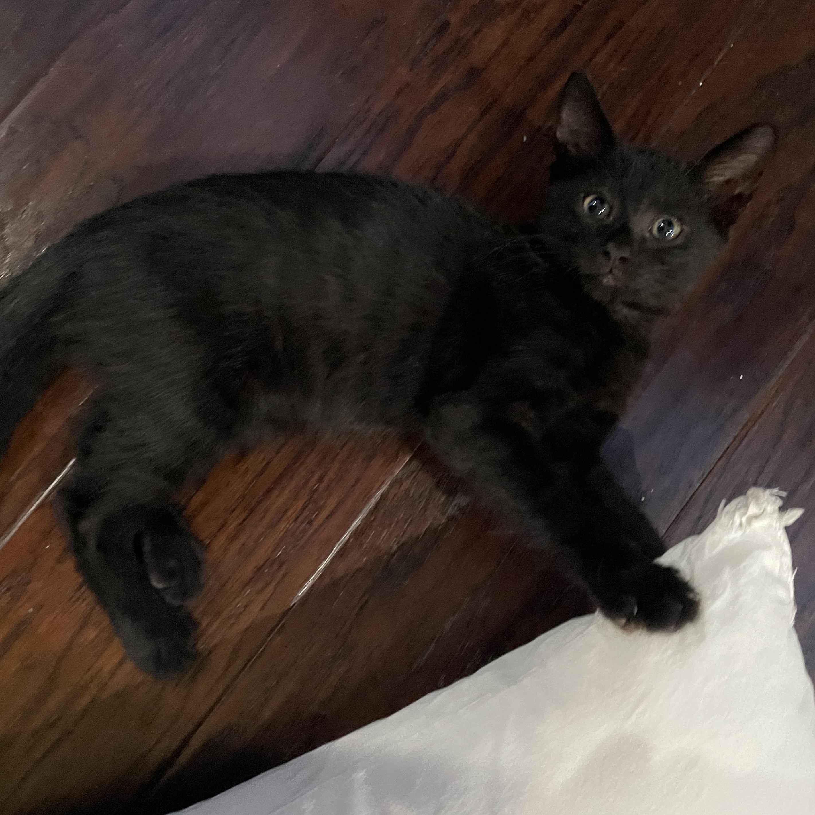 Chomp, ADOPTABLE, Kitten Male Domestic Short Hair.