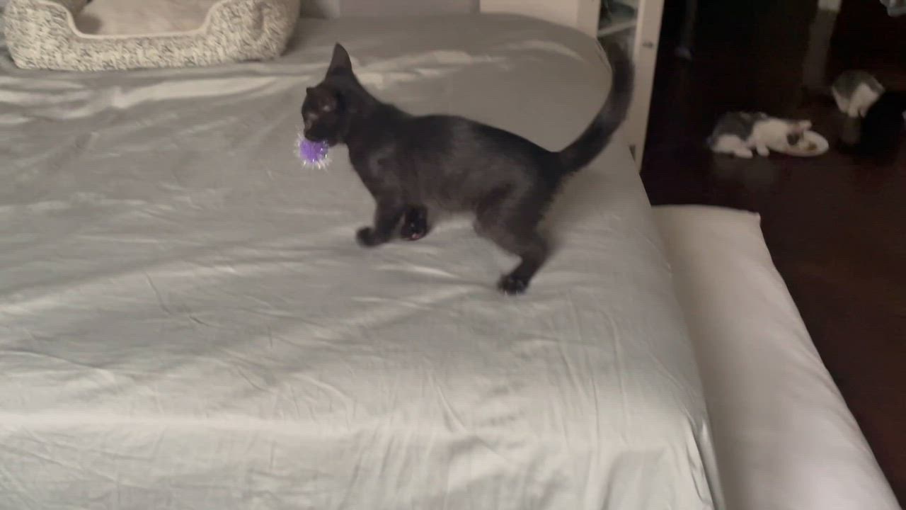 Enlarge Chomp, a ADOPTABLE Domestic Short Hair in Haddon Heights, NJ video 2/4