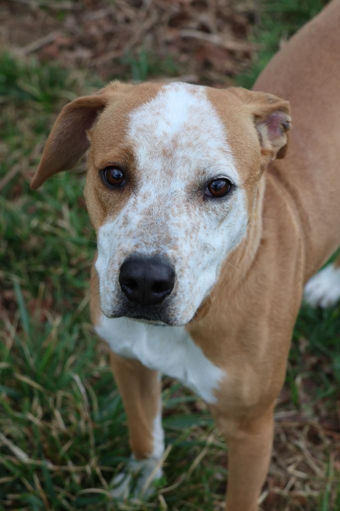 Fritter — thumbnail 3