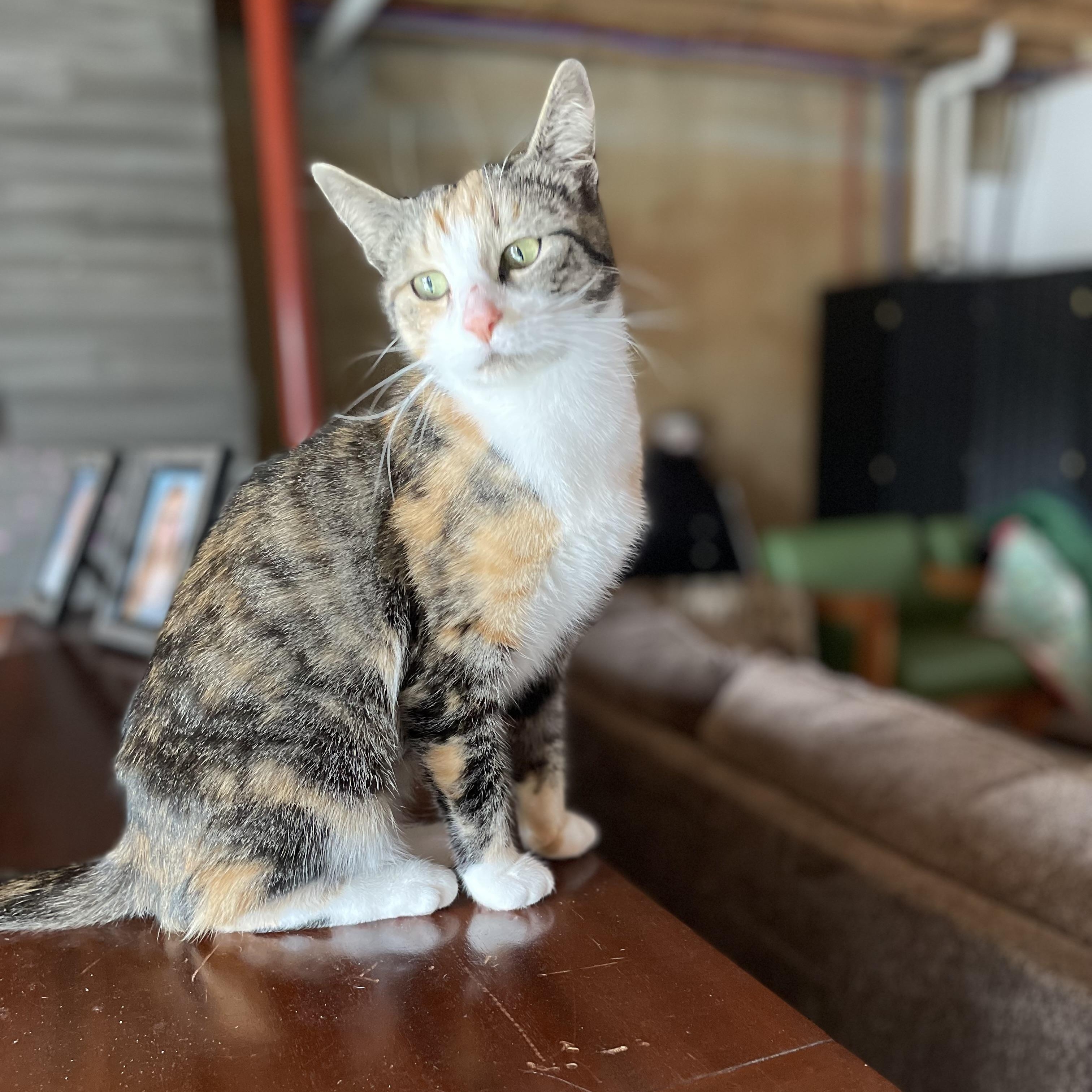 Enlarge Fancy, a ADOPTABLE Domestic Short Hair in Munfordville, KY image 3/4