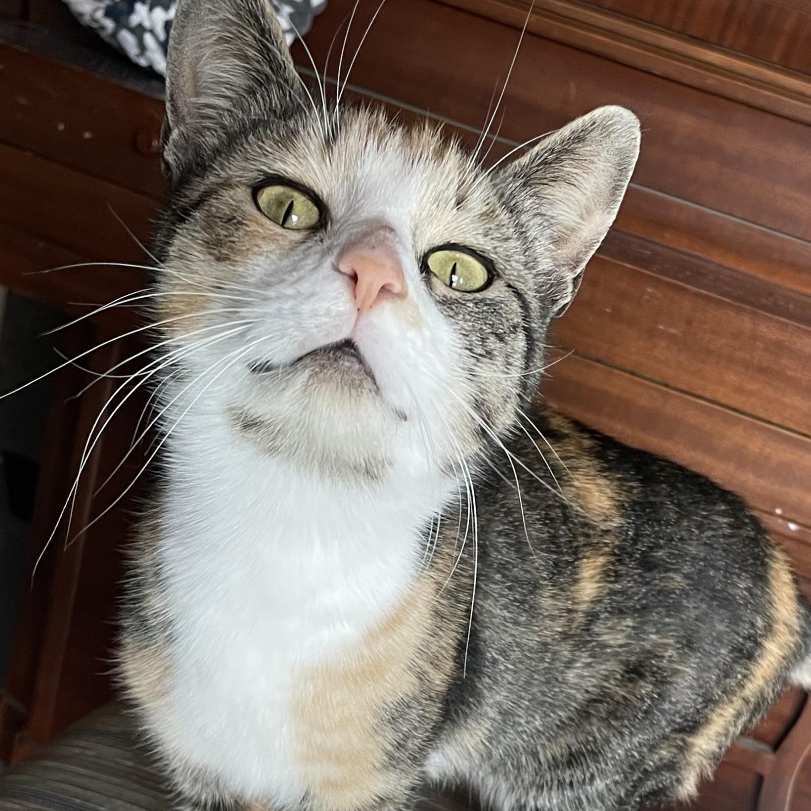 Enlarge Fancy, a ADOPTABLE Domestic Short Hair in Munfordville, KY image 2/4