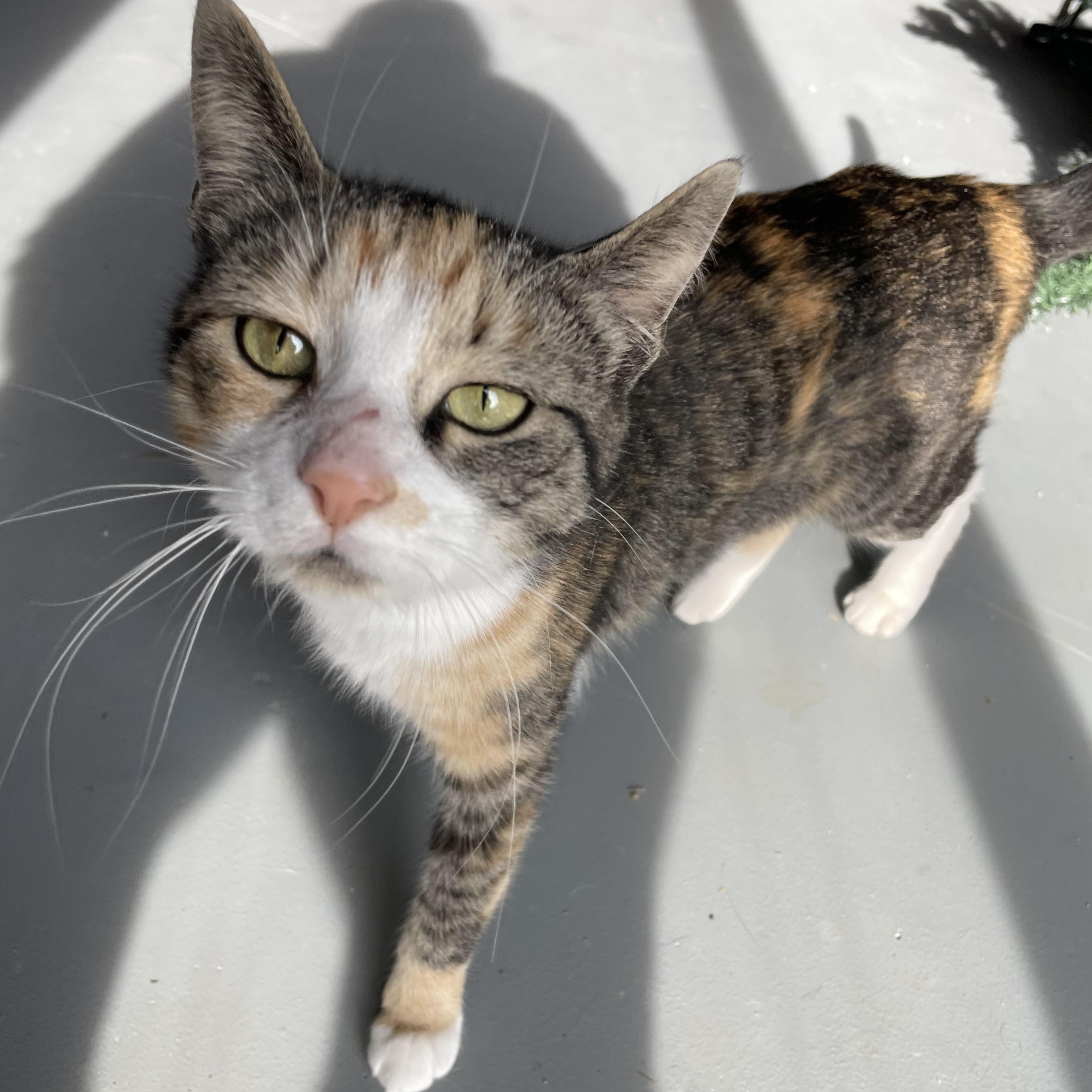 Enlarge Fancy, a ADOPTABLE Domestic Short Hair in Munfordville, KY image 4/4