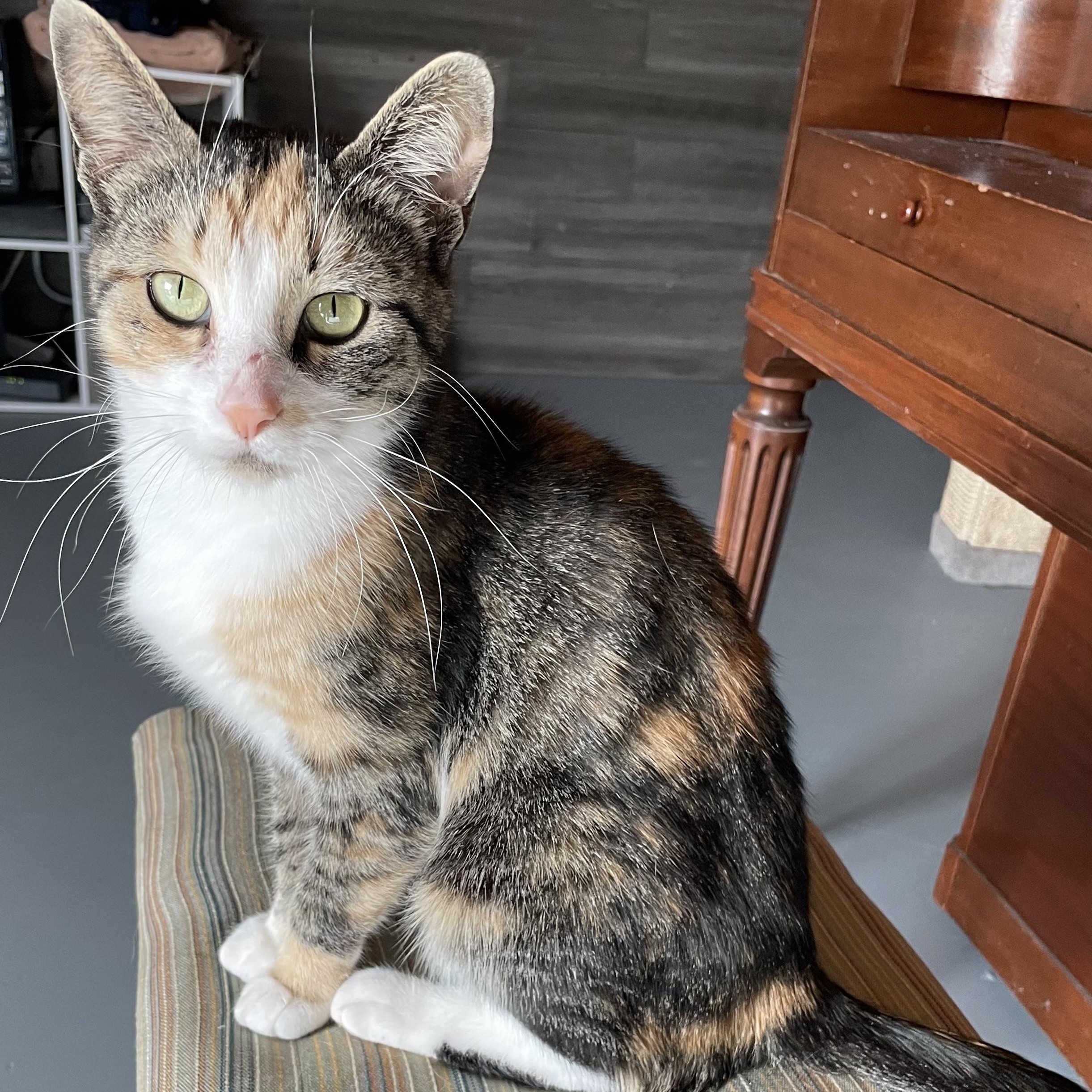 Enlarge Fancy, a ADOPTABLE Domestic Short Hair in Munfordville, KY image 1/4