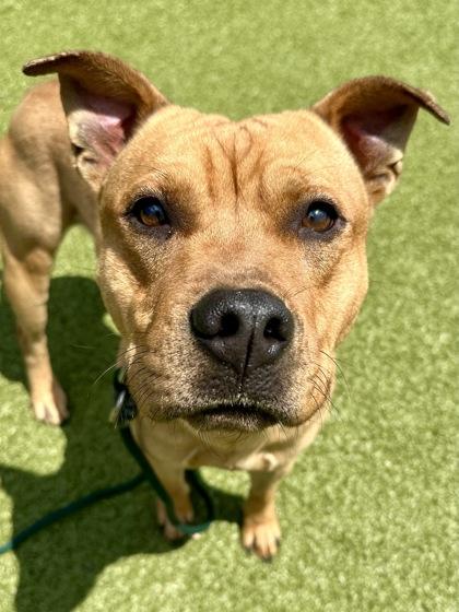Spork, Adoptable, Adult Male Mixed Breed & Mixed Breed.