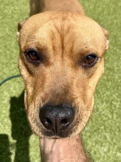 Spork, a Adoptable mixed breed in Wichita, KS image 3/3