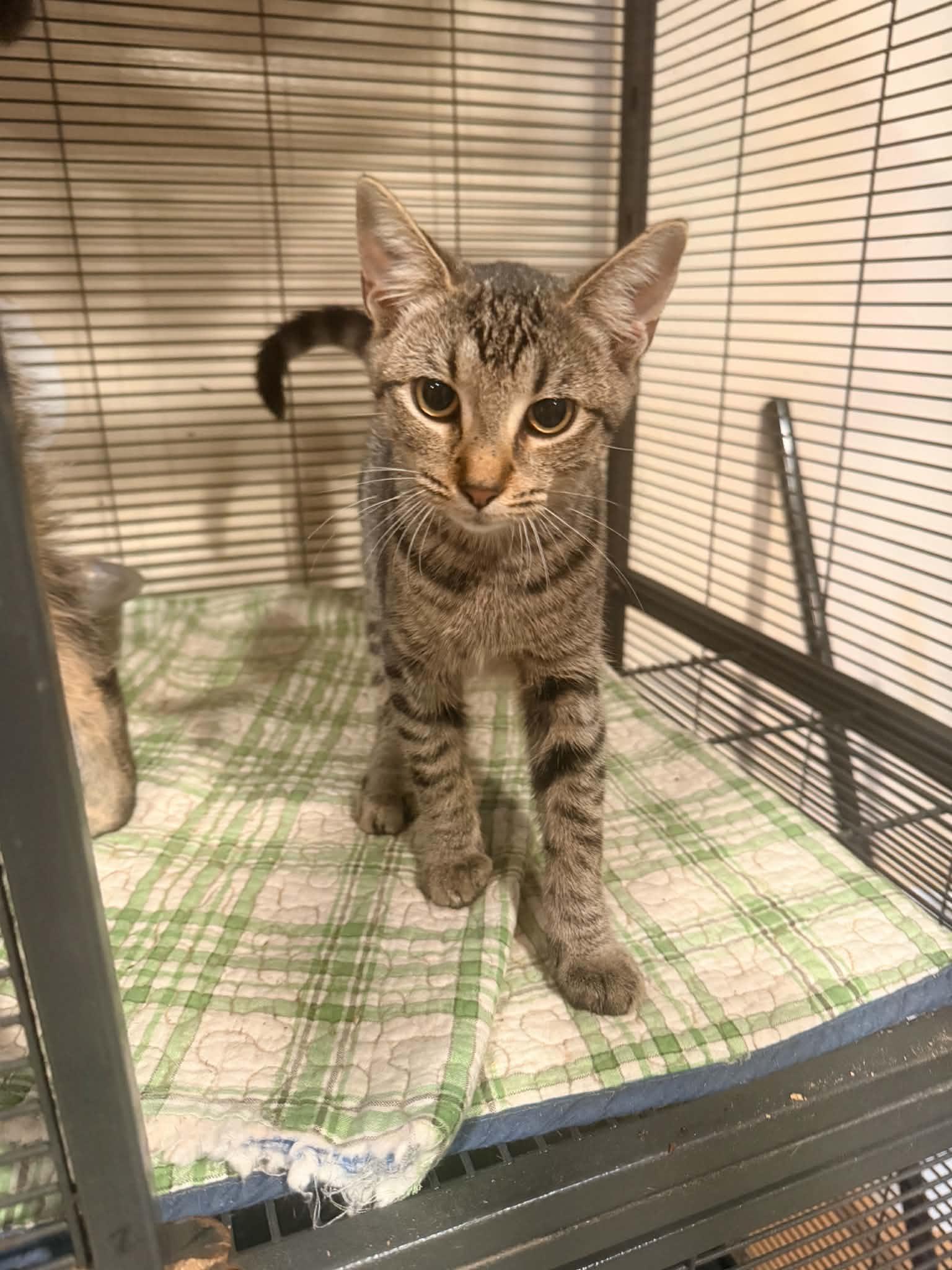 Rose, Adoptable, Young Female Domestic Short Hair.