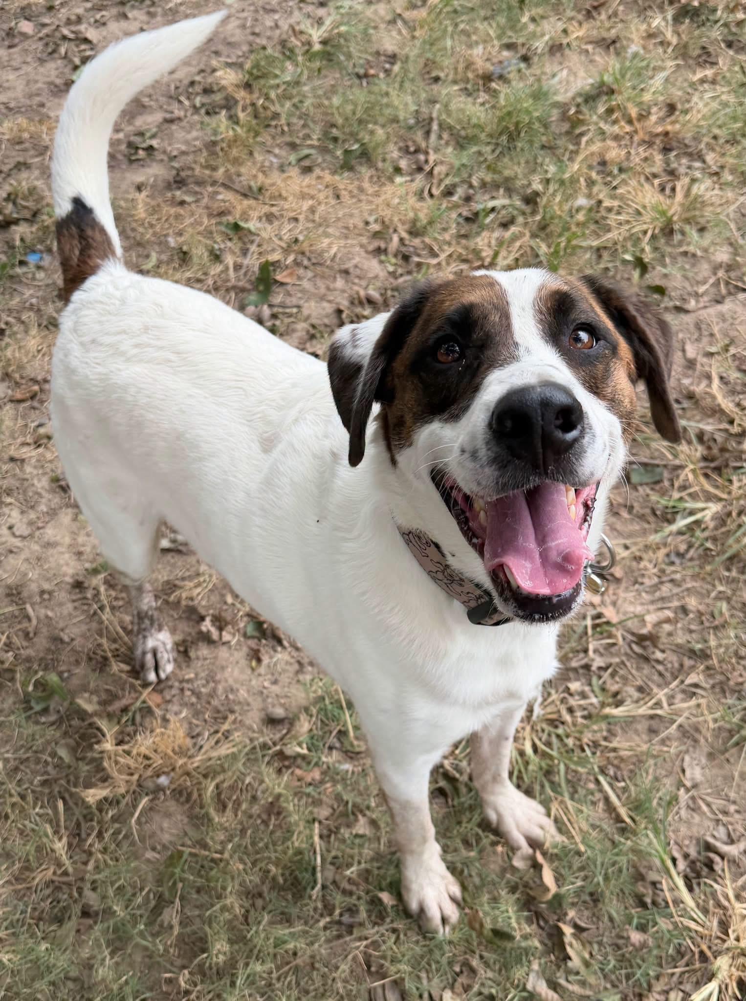 Oscar, Adoptable, Adult Male Border Collie.