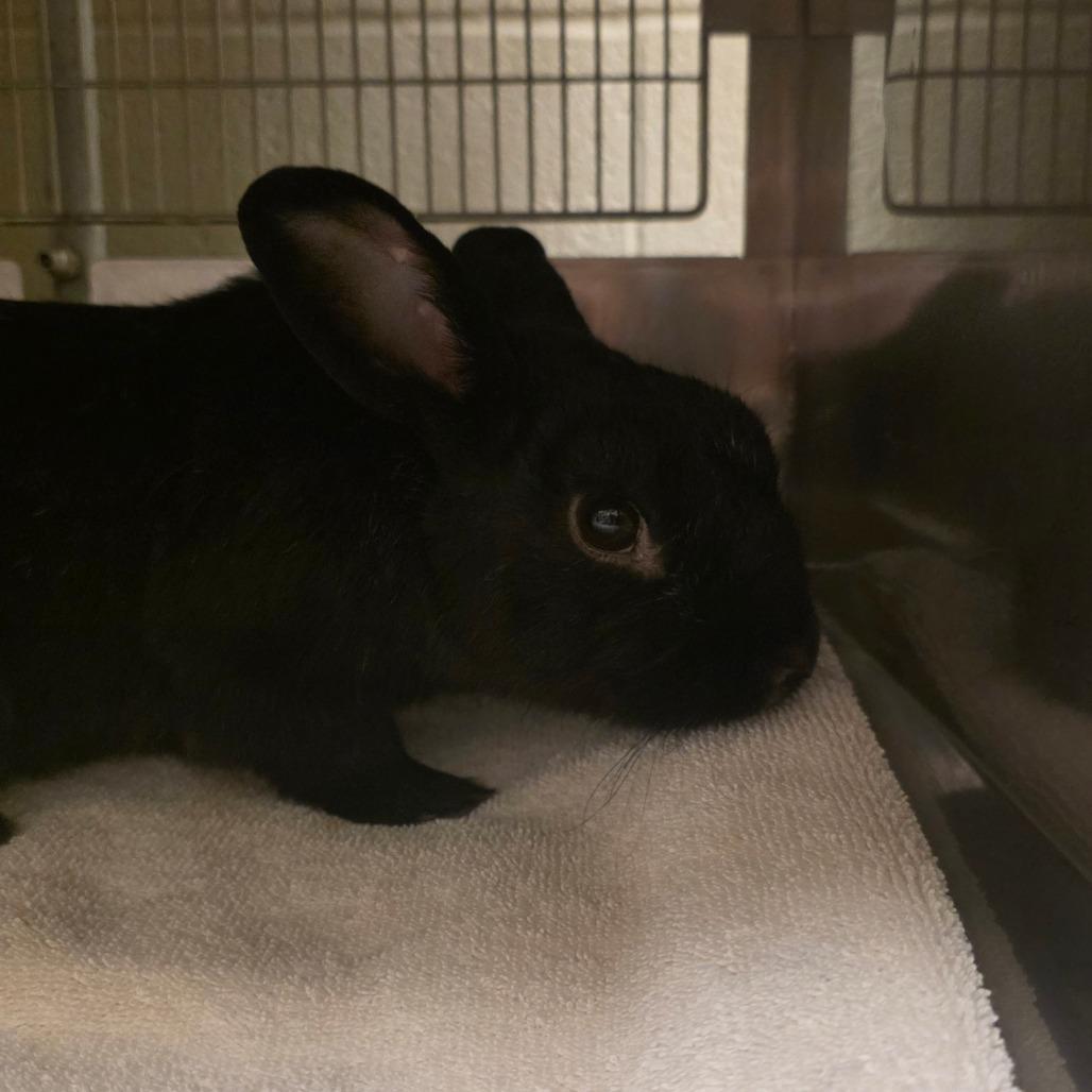 Enlarge Barry, a Adoptable Mini Rex in Bristol, IN image 1/1