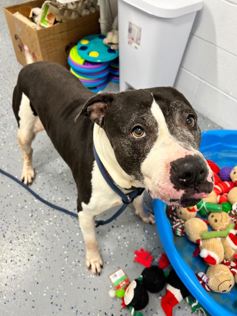 Enlarge Tallulah - Fee Waived, a Adoptable American Staffordshire Terrier in Pierceton, IN image 1/6