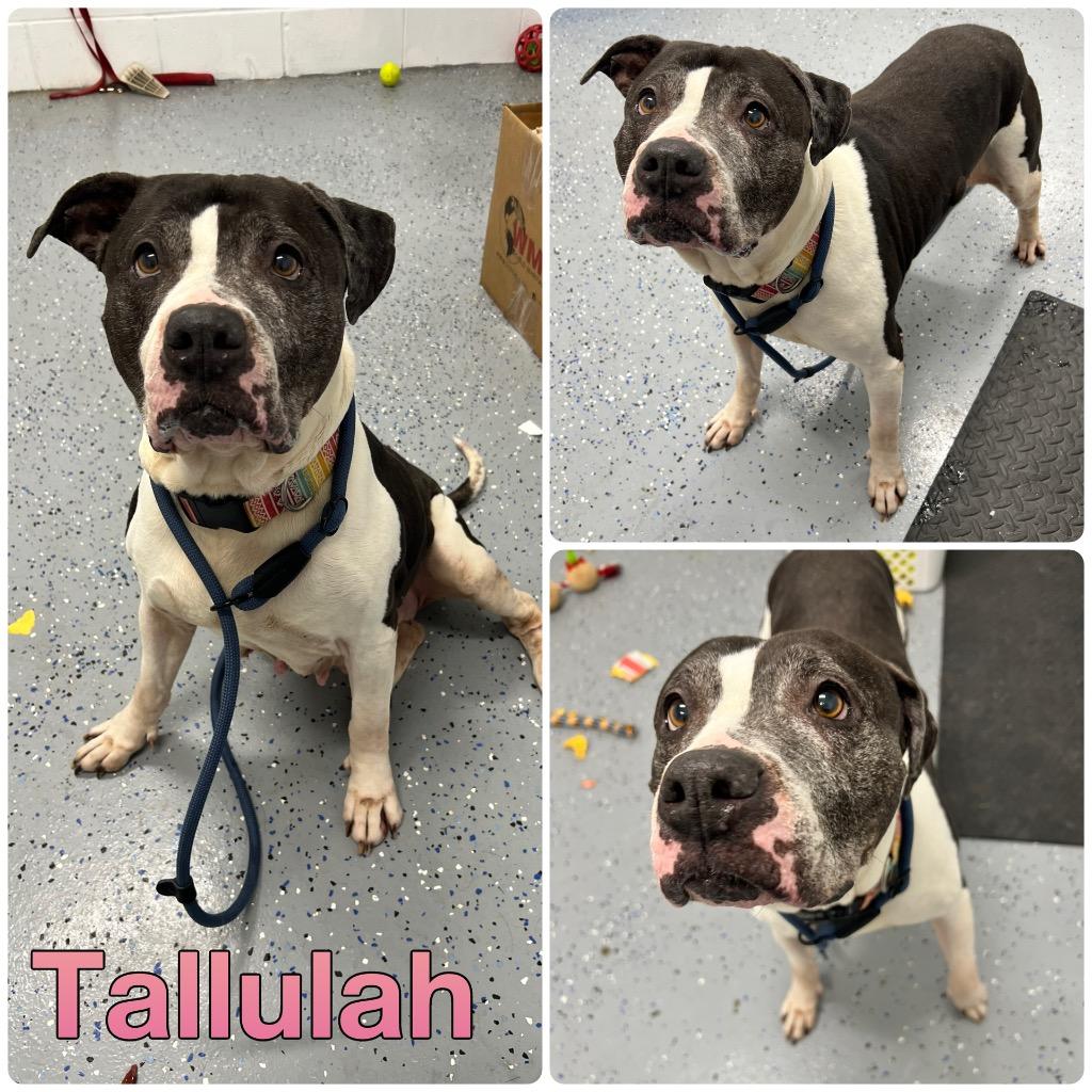 Enlarge Tallulah - Fee Waived, a Adoptable American Staffordshire Terrier in Pierceton, IN image 2/6