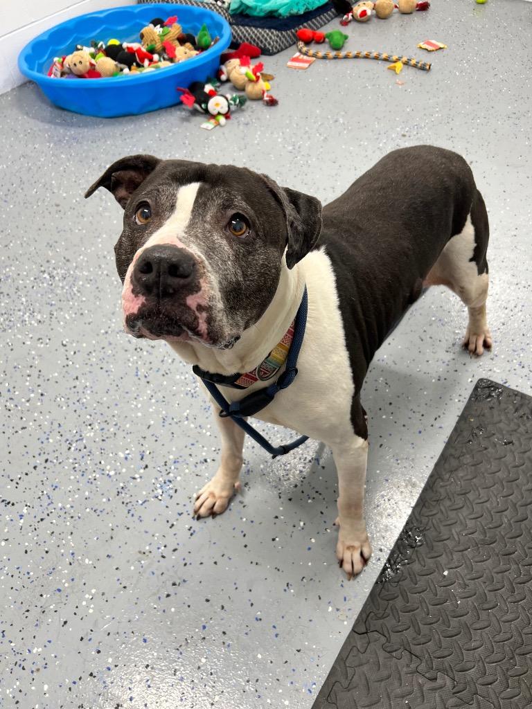 Enlarge Tallulah - Fee Waived, a Adoptable American Staffordshire Terrier in Pierceton, IN image 4/6