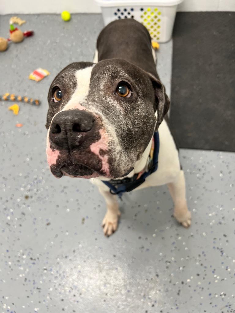 Enlarge Tallulah - Fee Waived, a Adoptable American Staffordshire Terrier in Pierceton, IN image 5/6