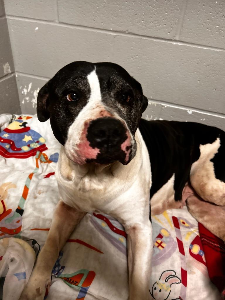 Enlarge Tallulah - Fee Waived, a Adoptable American Staffordshire Terrier in Pierceton, IN image 6/6