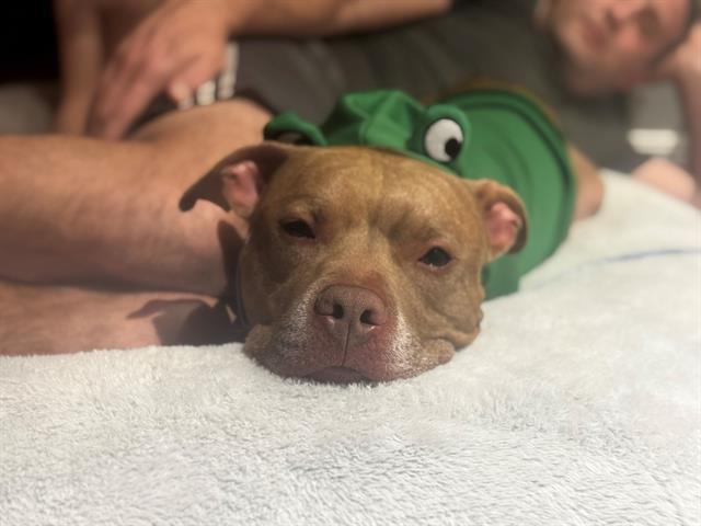 Enlarge CASSIUS, a Adoptable Pit Bull Terrier in Orlando, FL image 1/1