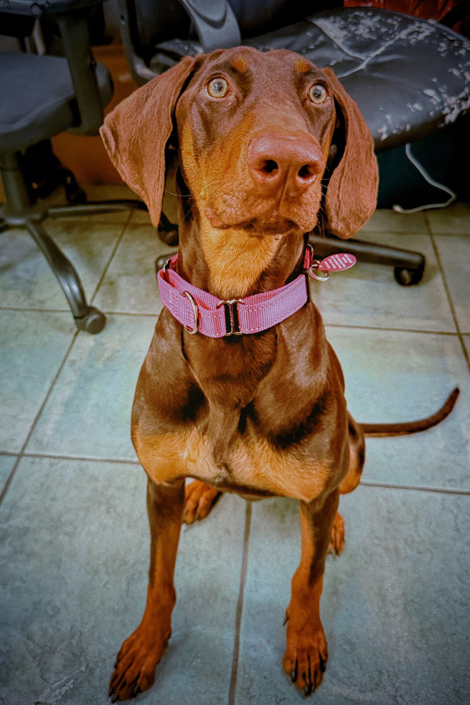 Zoey 3534, Adopted, Young Female Doberman Pinscher.