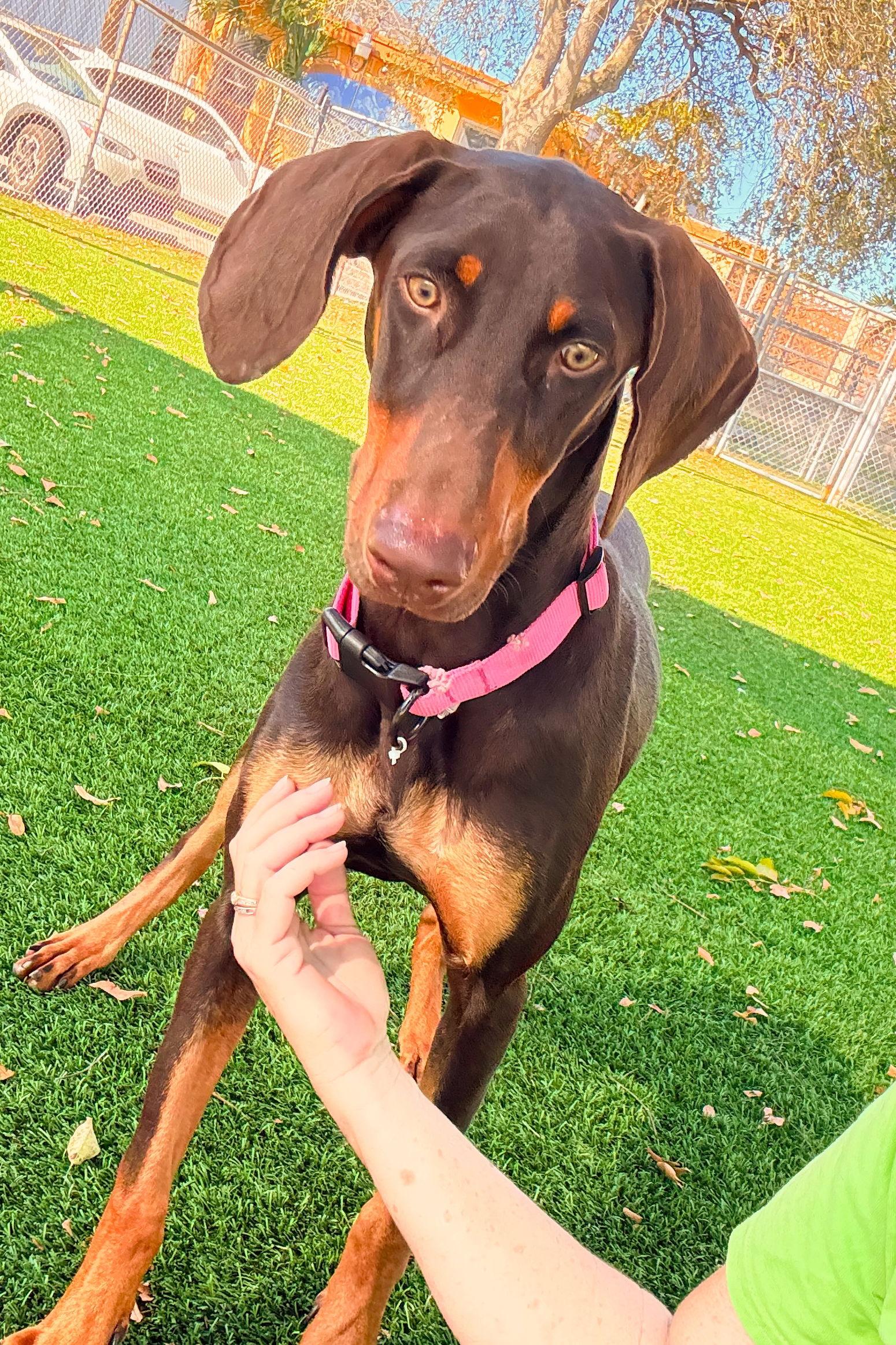 Zoey 3534, a Adopted Doberman Pinscher in Oakland Park, FL image 3/3