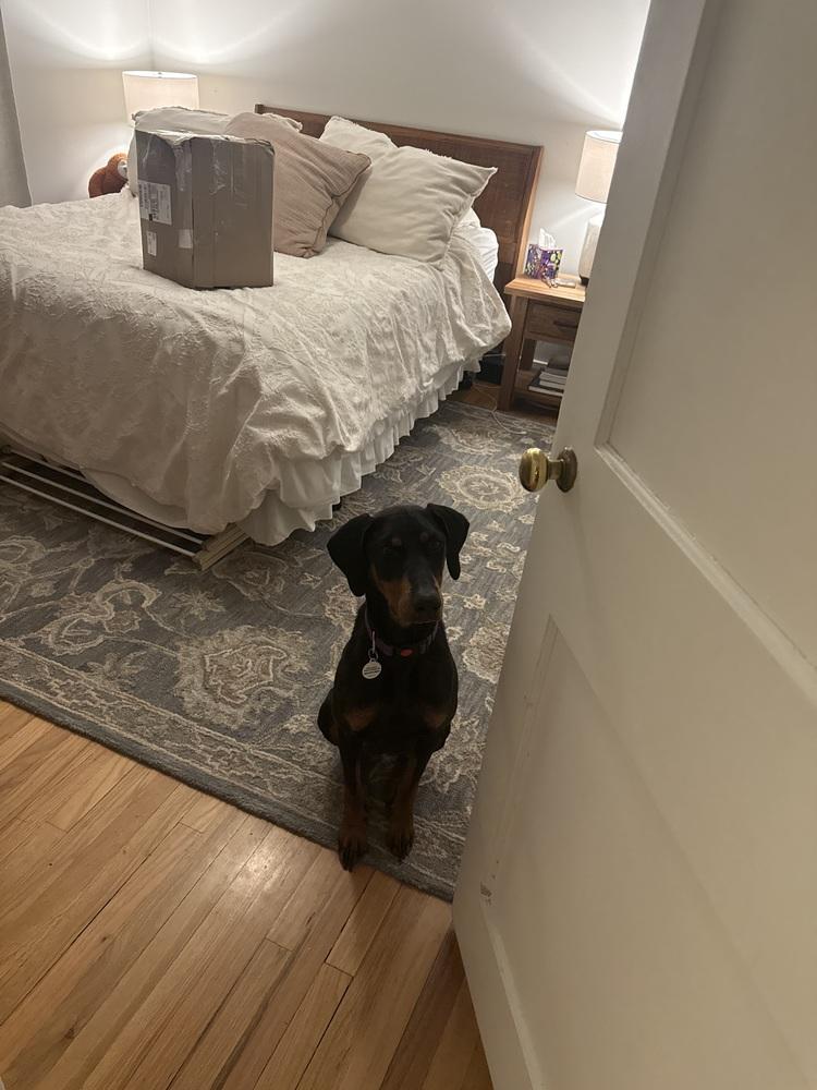 Dolly, Adoptable, Young Female Doberman Pinscher.