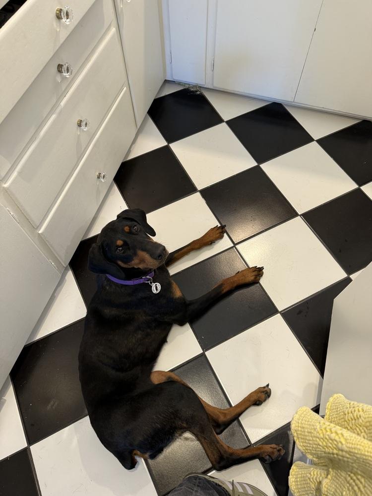 Dolly, a Adoptable Doberman Pinscher in Denver, CO image 2/5