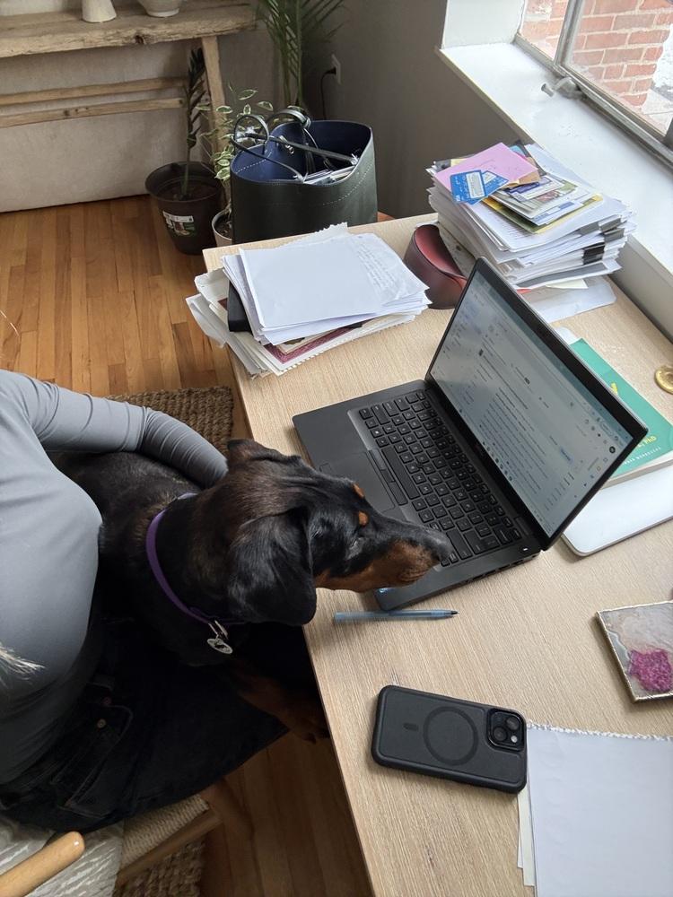 Dolly, a Adoptable Doberman Pinscher in Denver, CO image 3/5