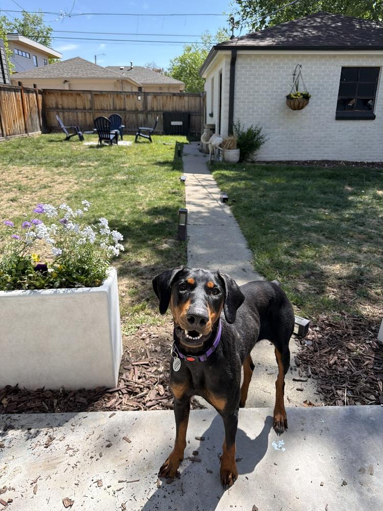 Dolly, a Adoptable Doberman Pinscher in Denver, CO image 4/5