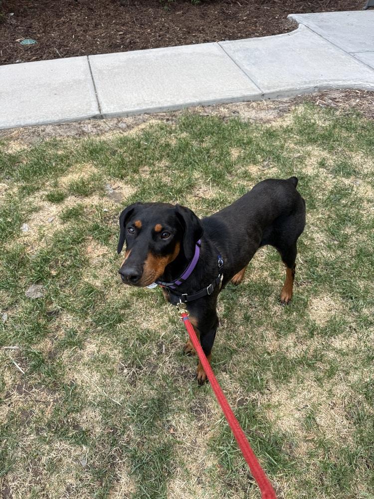 Dolly, a Adoptable Doberman Pinscher in Denver, CO image 5/5
