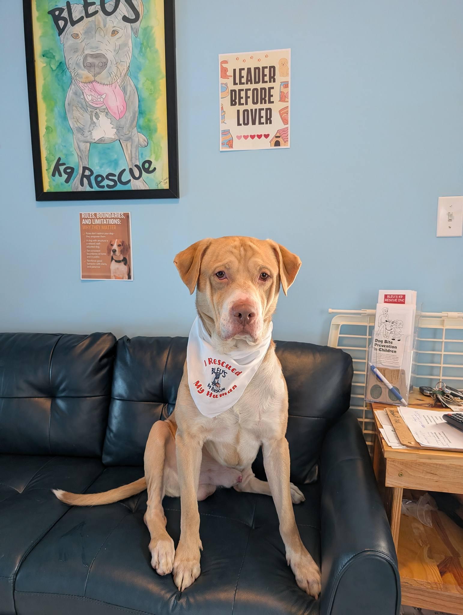 Geo, a ADOPTABLE mixed breed in Maybrook, NY image 4/6