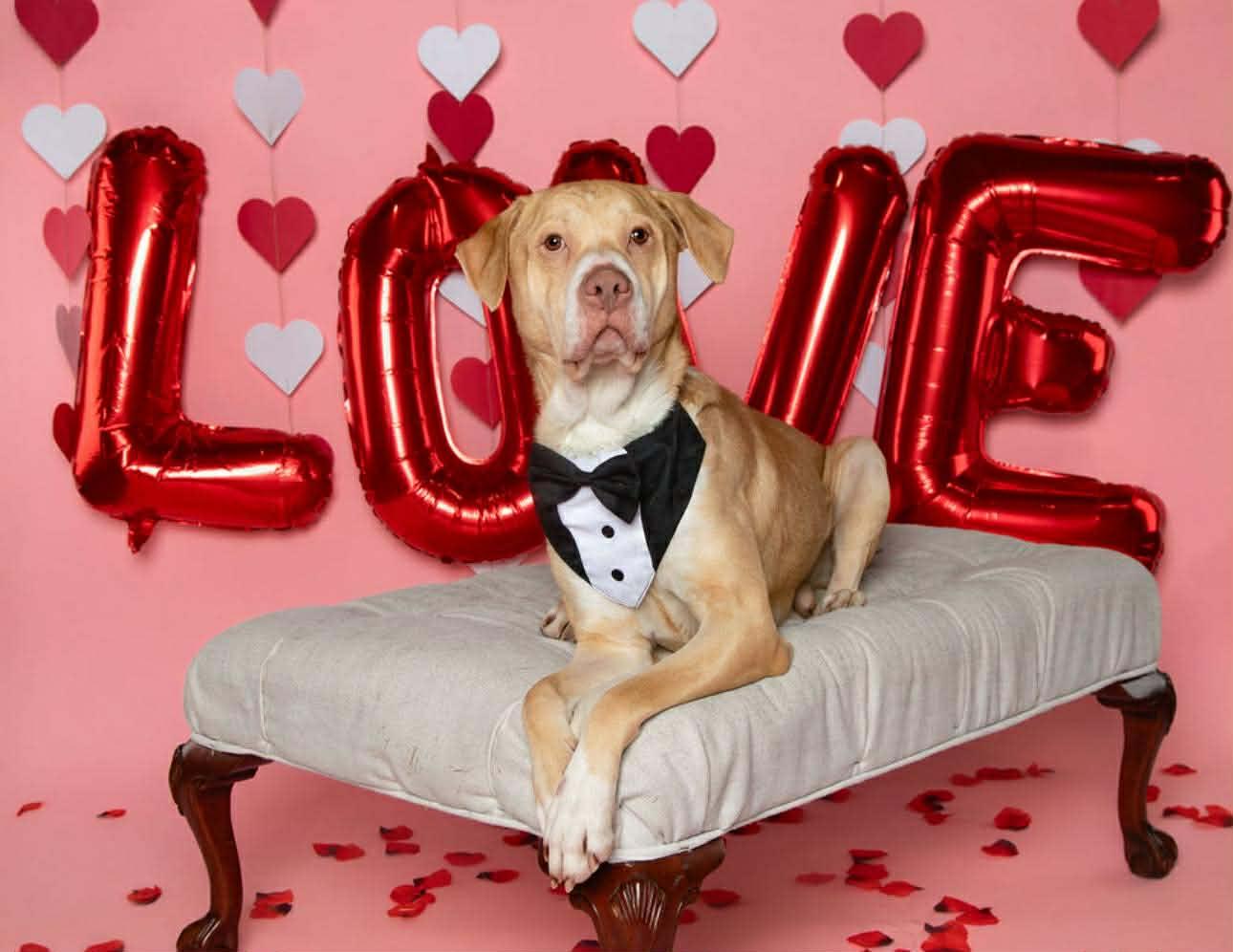 Geo, ADOPTABLE, Adult Male Labrador Retriever & American Staffordshire Terrier.