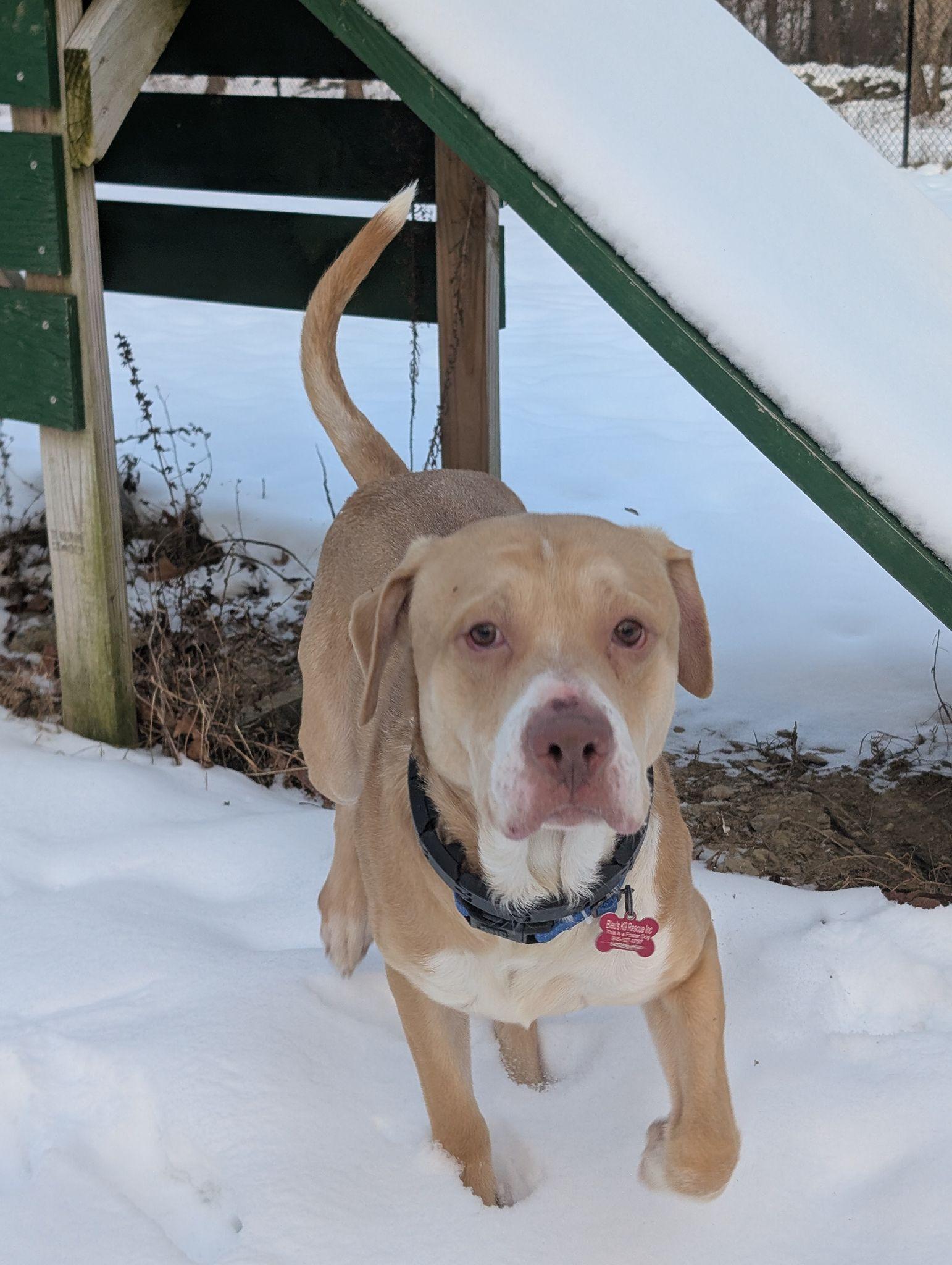 Geo, a ADOPTABLE mixed breed in Maybrook, NY image 6/6