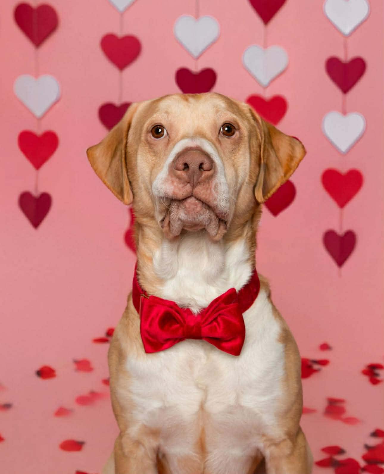 Geo, a ADOPTABLE mixed breed in Maybrook, NY image 2/6