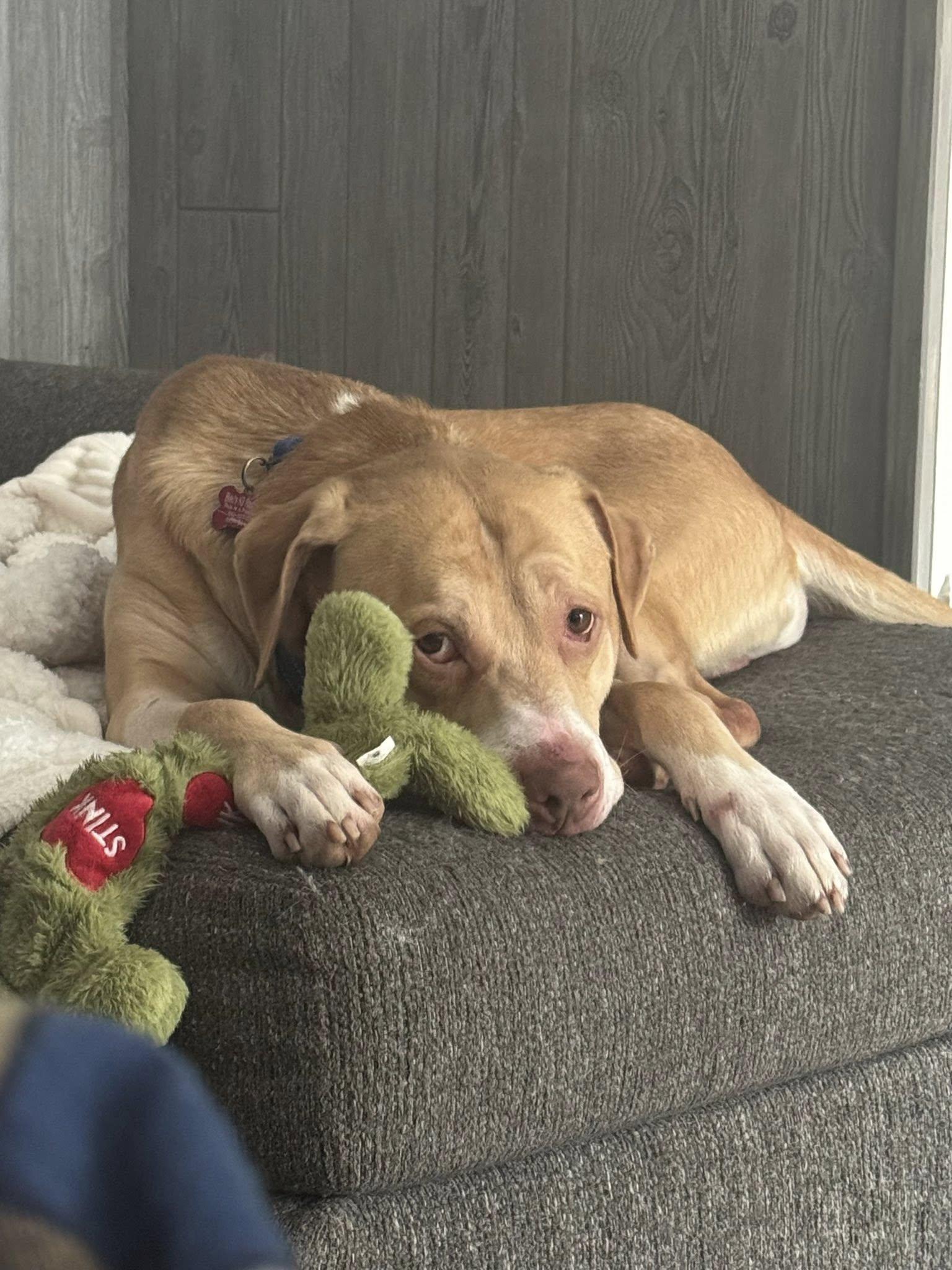 Geo, a ADOPTABLE mixed breed in Maybrook, NY image 5/6