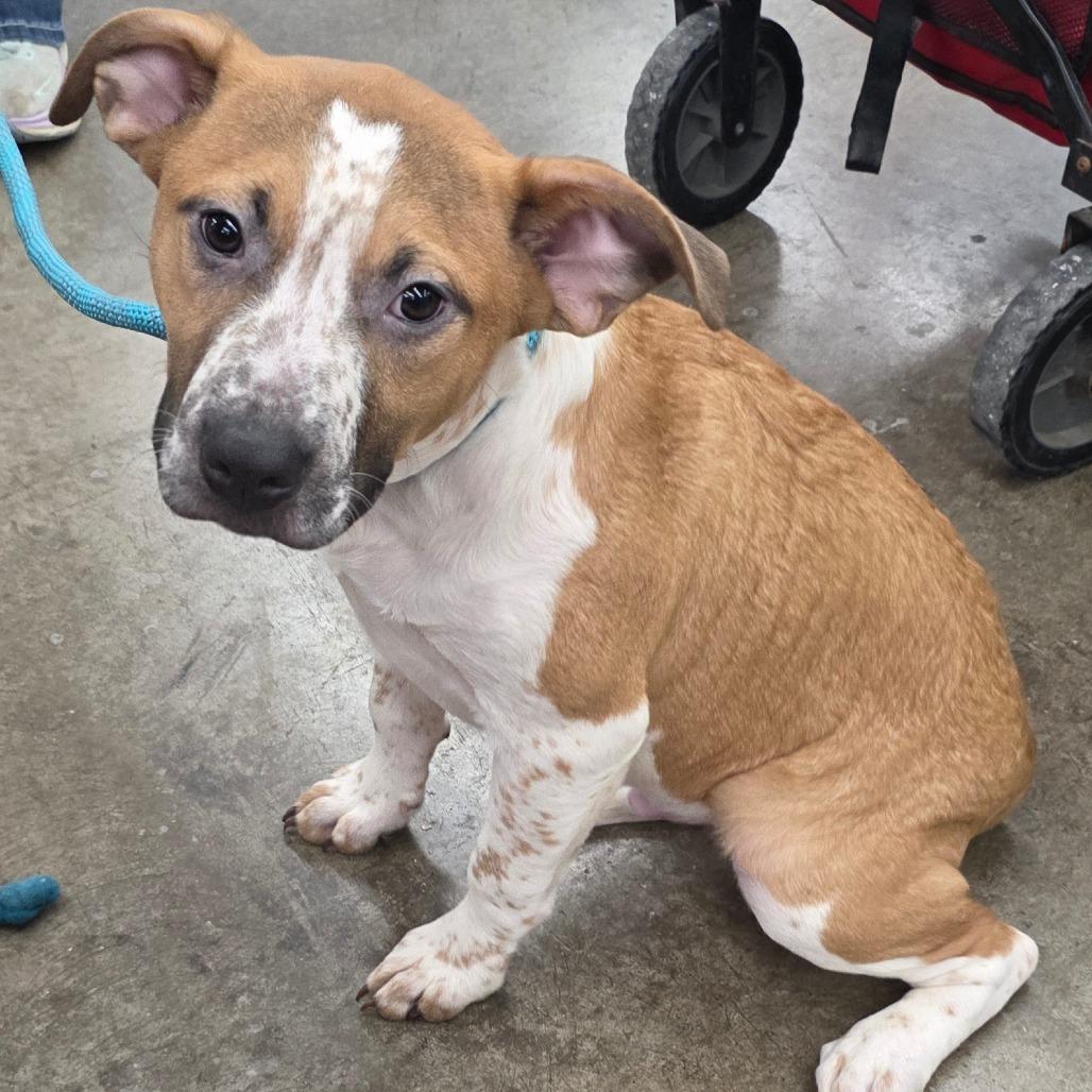 Enlarge Emmit, a Adoptable Mixed Breed in Lima, OH image 2/6