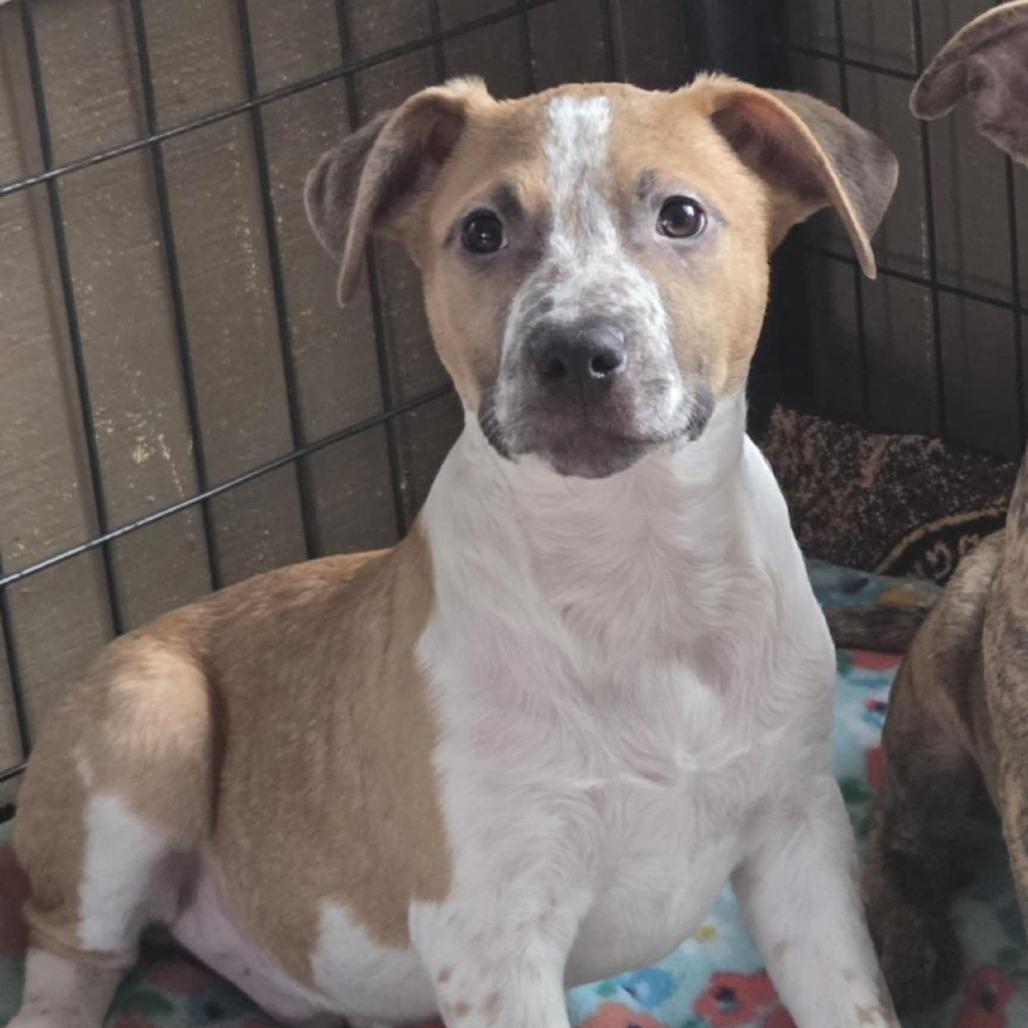 Emmit, Adoptable, Puppy Male Mixed Breed.