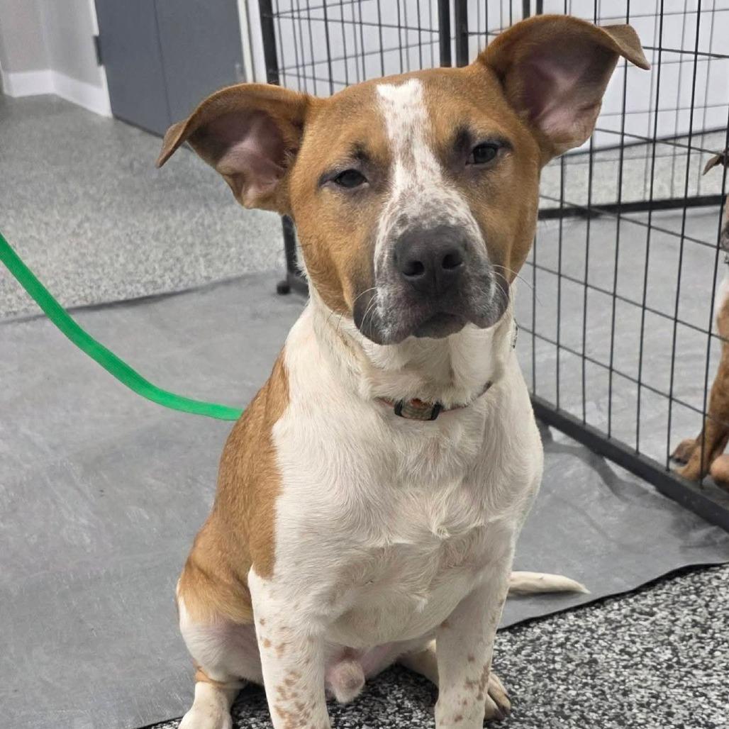 Enlarge Emmit, a Adoptable Mixed Breed in Lima, OH image 3/6