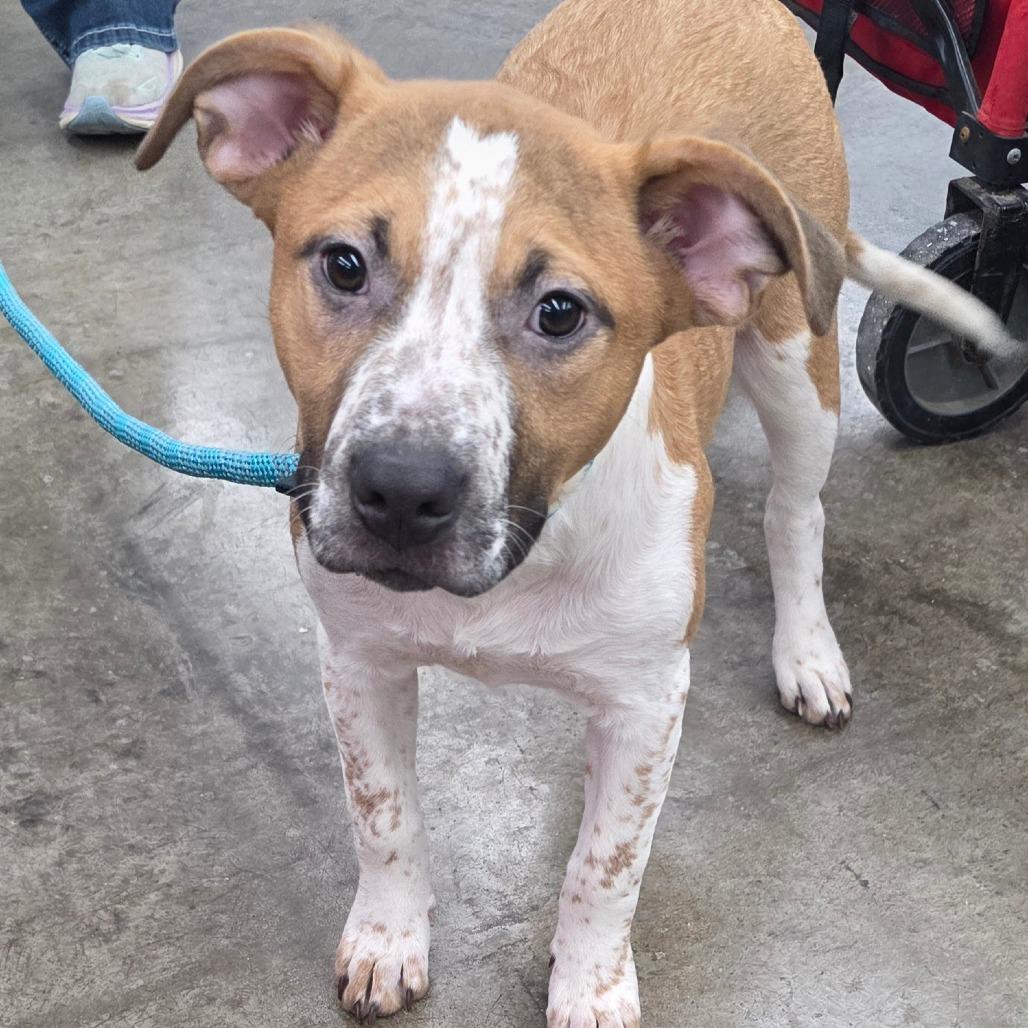 Enlarge Emmit, a Adoptable Mixed Breed in Lima, OH image 4/6