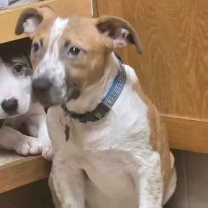 Emmit, a Adoptable Mixed Breed in Lima, OH image 2/3