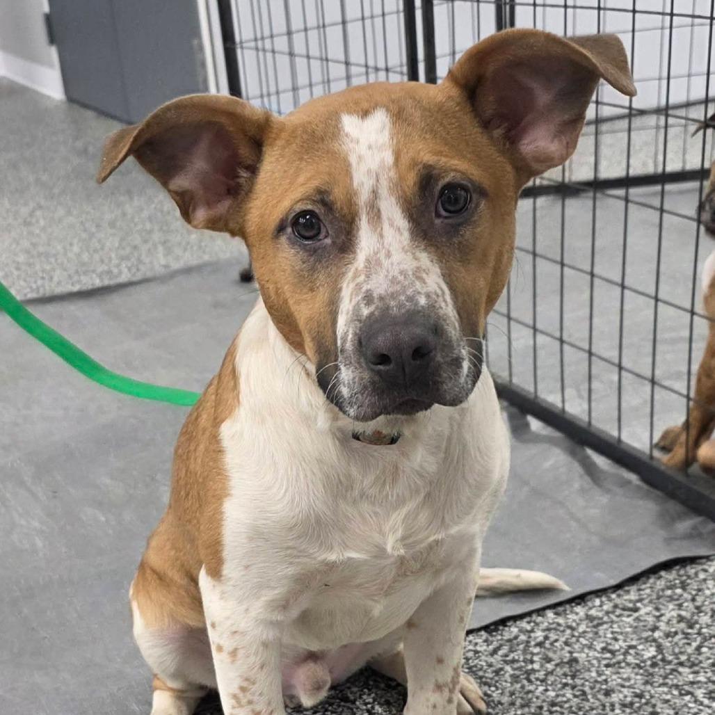 Enlarge Emmit, a Adoptable Mixed Breed in Lima, OH image 1/6