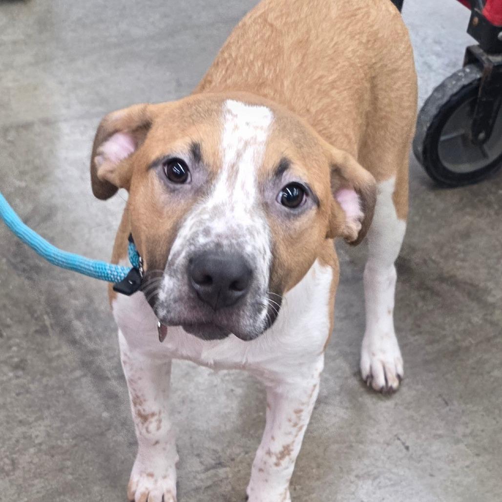 Enlarge Emmit, a Adoptable Mixed Breed in Lima, OH image 5/6