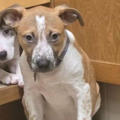 Emmit, a Adoptable Mixed Breed in Lima, OH image 3/3