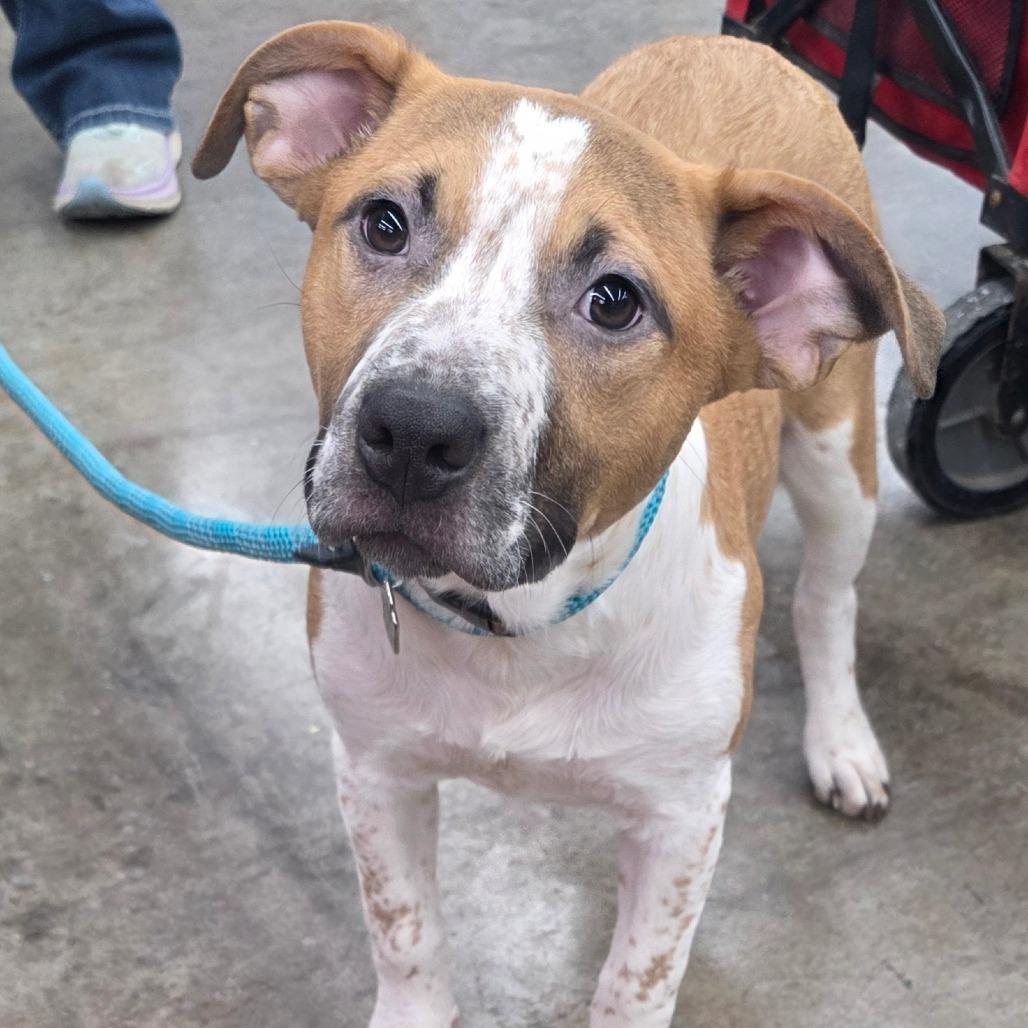 Enlarge Emmit, a Adoptable Mixed Breed in Lima, OH image 6/6